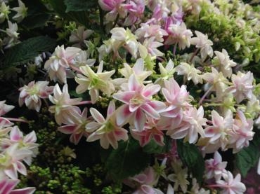 ヽ(*ﾟ∀ﾟ)ﾉ*:. 可愛い紫陽花が入荷しました .:*ﾍ(ﾟ∀ﾟ*)ﾉ｜「カイナン」　（愛媛県四国中央市の花キューピット加盟店 花屋）のブログ